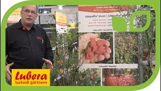 Neue Himbeeren von Lubera: die Schlaraffia Herbsthimbeeren