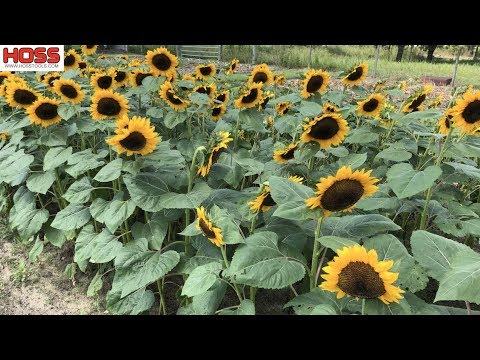 The EASY Way to Plant Rows of SUNFLOWERS!