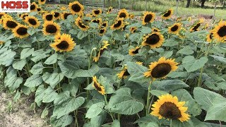 The EASY Way to Plant Rows of SUNFLOWERS!