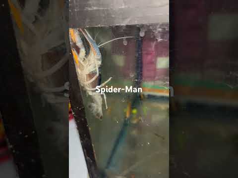 #crayfish #lobster #become #spiderman #shorts #viral #views plz like & subscribe for more video
