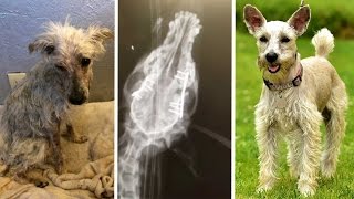 Dog Who Had Shattered Jaw Finds Love
