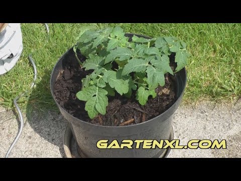 Tomate in Kübel / Topf pflanzen auf Terrasse oder Balkon - Tomaten / Paradeiser anbauen