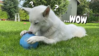 TRICKING My Husky (and myself!) with a Treat Ball