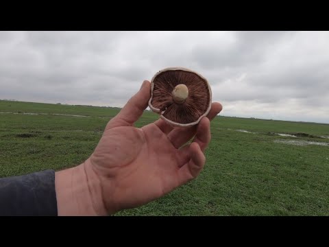 Potraga za gljivama RANOG OKTOBRA. PAŠNJACI-LIVADE. drugi deo