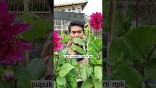 Download lagu 4 FACTORS THAT CAUSE DAHLIA FLOWERS TO FALL OFF FLOWERING mp3 Download lagu 4 FACTORS THAT CAUSE DAHLIA FLOWERS TO FALL OFF FLOWERING mp3