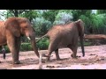 Elephants Of Samburu Nathan Williamson