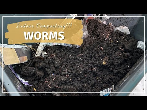Morning Chores - Feeding the Worms | Worm Composting