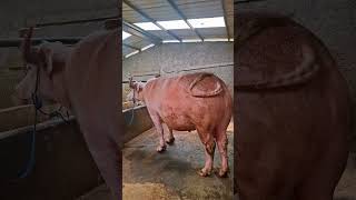 Download lagu SI BULEE JOSS mp3