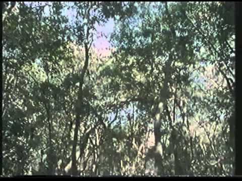 BBC Amazon The Flooded Forest 01