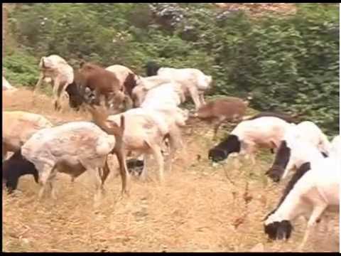 Nahshon Maina - Watho Wa Thahabu (Official Video)