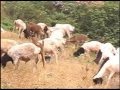 Nahshon Maina Watho Wa Thahabu Official Video