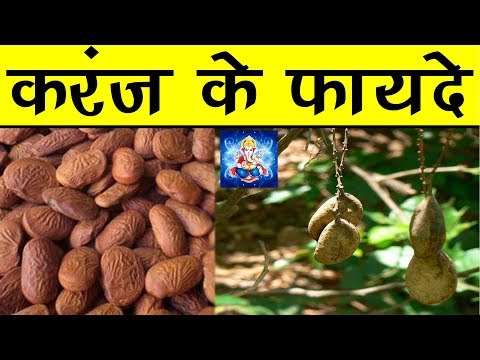 Benefits of karanja natural herbs