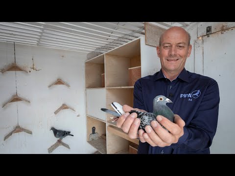 National winners ZLU 2019 - St. Vincent: Ad Fortuin, Strijen (+ English & Romanian Subtitles)