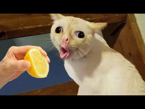 Essayer de ne pas rire 🤩 meilleurs chiens et chats drôles partie 27