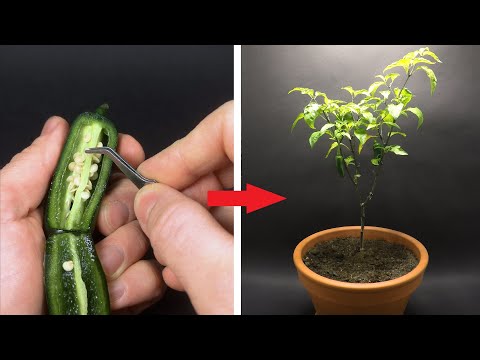Growing Jalapeno Time Lapse - Seed to Fruit in 126 Days