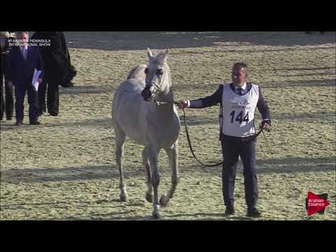 N.144 HILAL AL WAAB - 2019 Qatar Int. Peninsula show - Stallions 4 to 10 years old (Class 10)