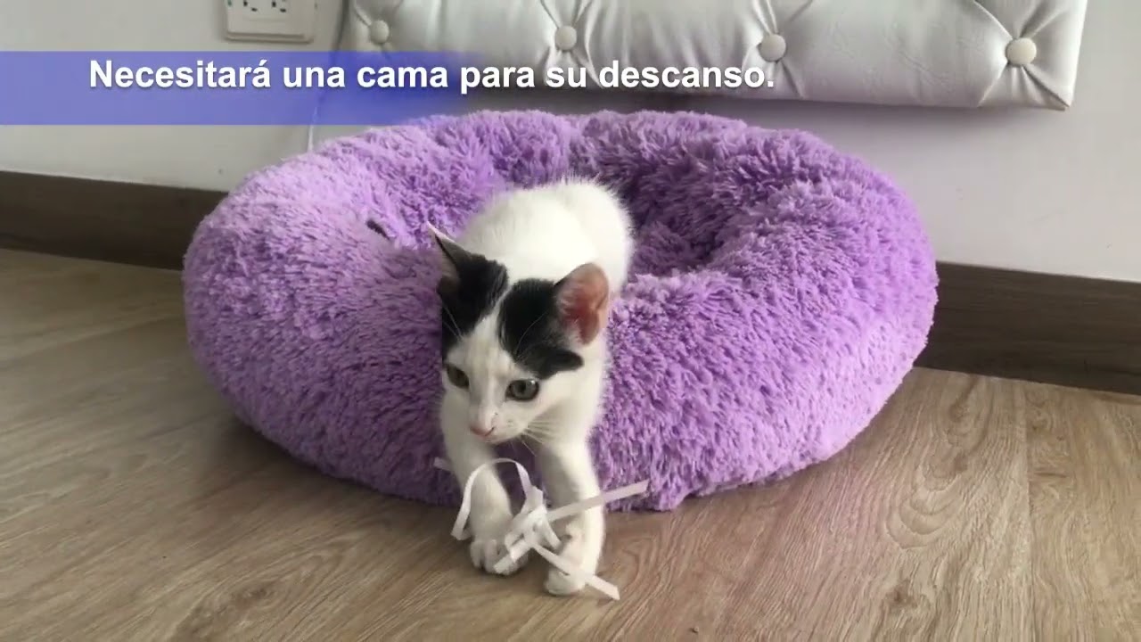 Cuidado del gato bebe (Mascotizate Latam.tv)