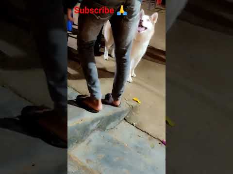 😍🤗💙#dog lover #viral #youtubeshorts #supportme 🙏
