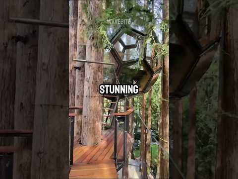 This Guy Built the ULTIMATE Treehouse (charlies_webs)