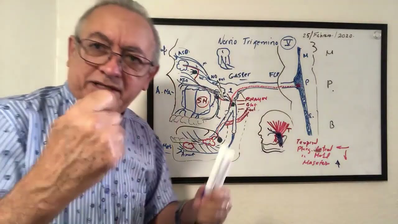 El nervio Trigemino y sus tres ramas importantes paso a paso