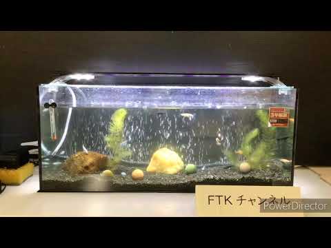 総合人間学科 ＦＴＫチャンネル〜メダカ編❶〜
