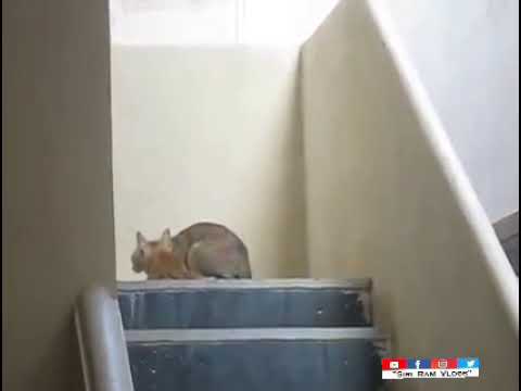 Mother Cat taking care their Kitten || Mother's Love and Care || Cat and kitten|| 😺😺😺😺😺 💕💕