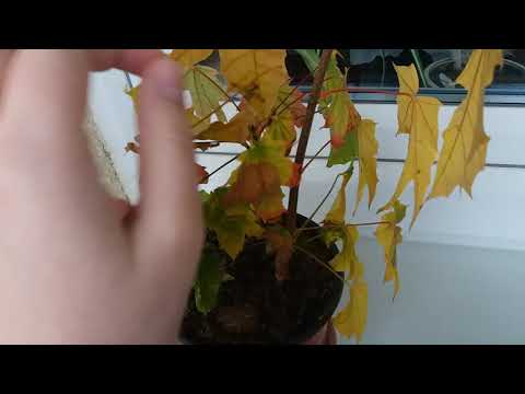 What to do when you notice the fall ending 1/3