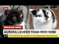 Aurora Is Now Louder AND Deeper Than Moo S Meow