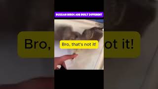 Download lagu Russian birds are just different!🤣 Watch till the end! #shorts mp3