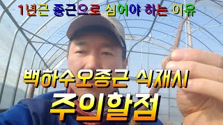 백하수오종근 으로 재배할때 1년근종근으로 심어야 하는 이유
