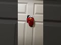 Elmo At The Door
