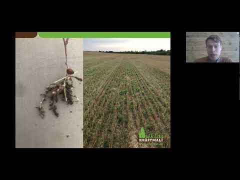 Practical experiences of cover crop use in North-East region - Mārtiņš Flaksis (LV)