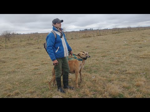Galgos y Líebres 2025 🐢🍀Labordeboy pcia de Santa Fe 