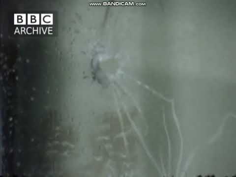 May 1974 The bloodiest month of Loyalism. UDA shot dead man at home Kmoss Rd, Glengormley, 9 May 74