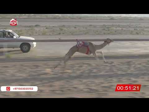  ش 2 (هملول) لـ سالم سعيد بن محسن الفلاحي  2:16 , شارة الصندوق 2026/06/27 فطامين الخزنة   