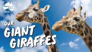 A Morning with our GIANT Giraffes