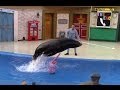 Sea Lions Tonite Full Show At SeaWorld San Diego 6 24 14