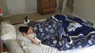 Rabbit runs across owner's face