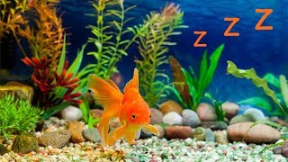 🐠 Baby Lullaby and Freshwater Aquarium ❤️ Bedtime Lullabies