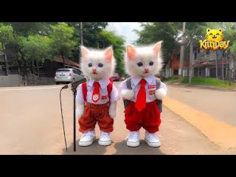 ANIMATED CATS SINGING RAHMATUN POEMS LIL'ALAMEEN KITTYDAV GEMOY COLORFUL CATS