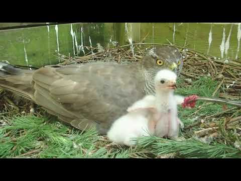 Frisch geschlüpftes Habichtskind aus 2021 // newly hatched hawk baby