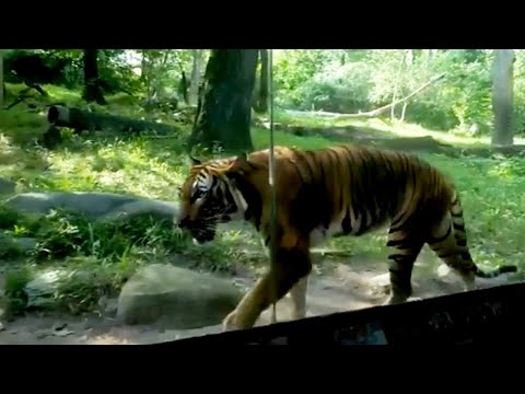 How a Tiger was Tested for Coronavirus