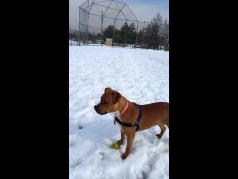 Tiffany, an adopted American Staffordshire Terrier in Edison, NJ_image-1