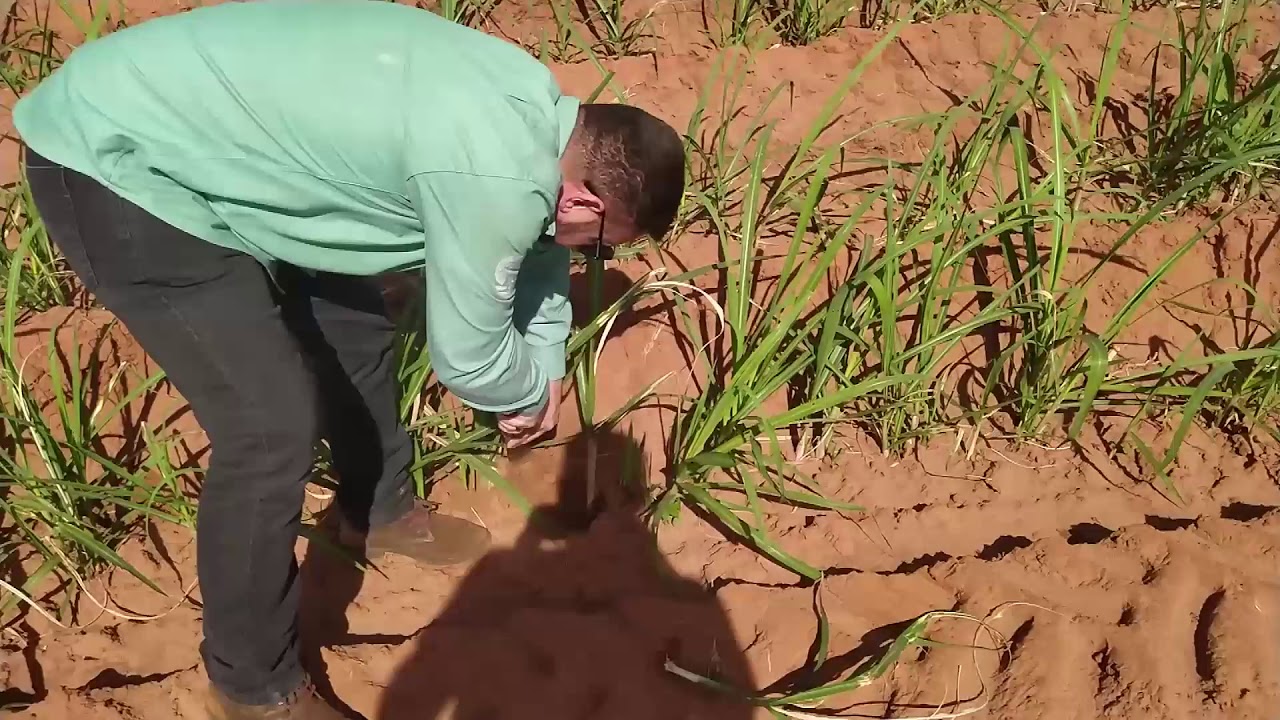 Saiba quando iniciar o controle de broca em seu canavial