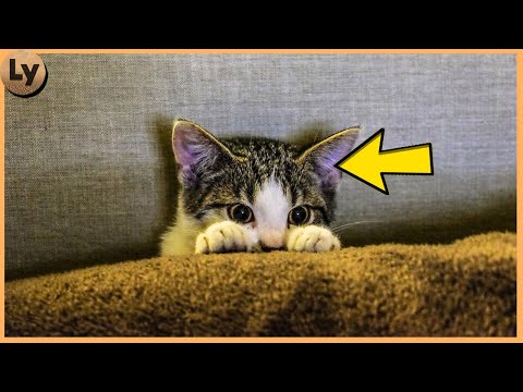 10 Facts About Cats That Will SHOCK YOU!