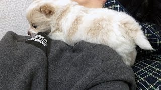 아빠 추울까봐 목도리로 변신하는 강아지