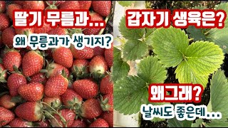 딸기 무름과 왜 생길까?? 그리고... 이제 뿌리썩이선충 예방시기!!! 갑자기 생유기 안 좋아?? 그럼 의심…