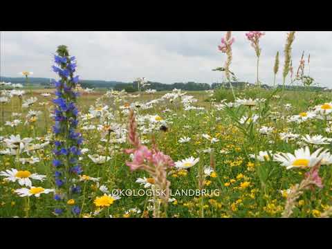 Biodiversitet - landbrug #plantdineblomster