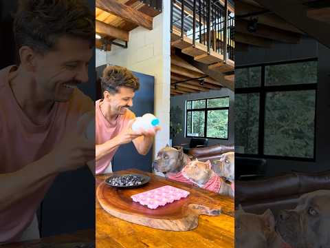 Picolé de Mirtilo com Iogurte Natural 🤩🐾 Patinhas 🐾