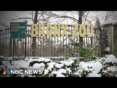 New bird flu cases hit New York City zoos